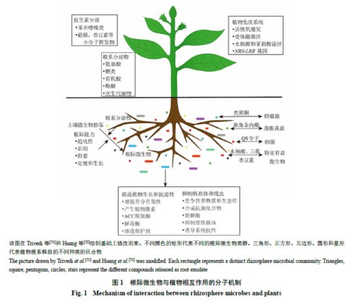 藥用植物根際微生物對其品質形成的影響及其作用機制的研究進展